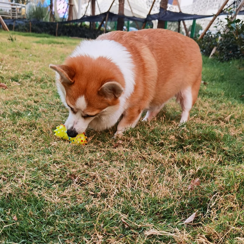 1pcs-Pet-Dog-Cat-Puppy-Sound-Polka-Dot-Squeaky-Toy-Resistant-To-Bite-Rubber-Dumbbell-Chewing-5